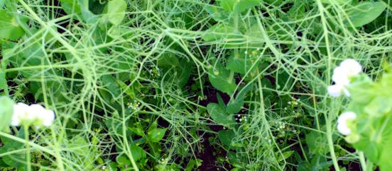 Stomp + Basagraniga pritsitud põldhernes