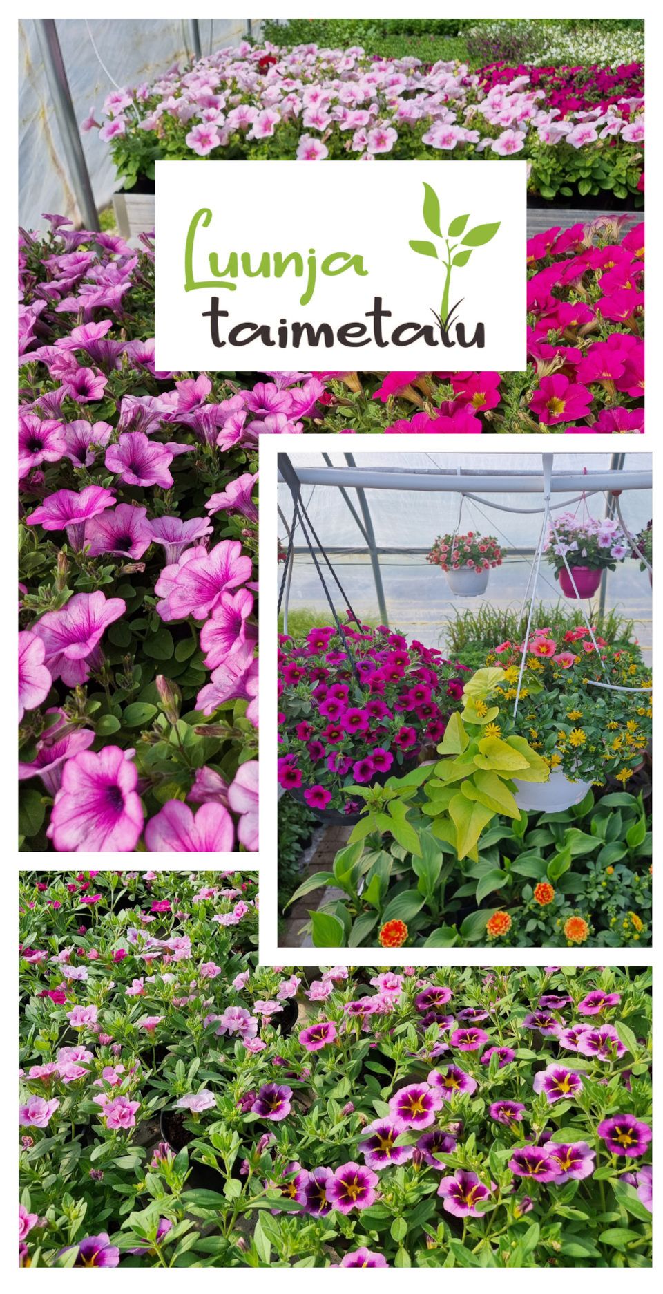Luunja Taimetalu taimed