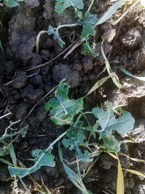 Nälkjakahjustusega talirapsi lehed