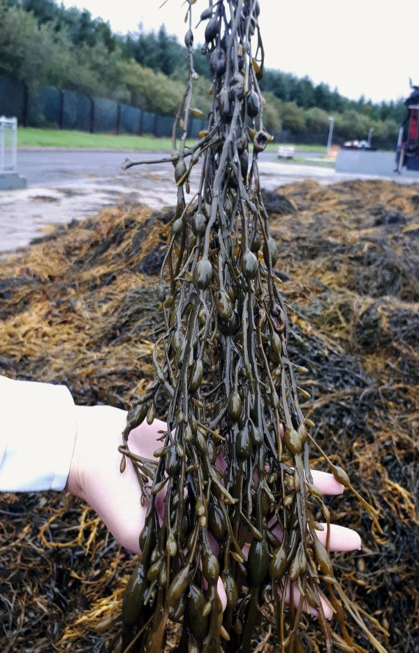 Ascophyllum nodosumi lähivaade