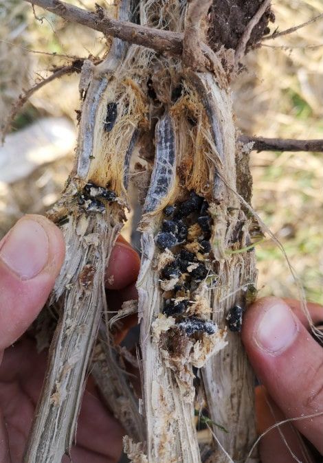 Valgemädanik rapsi varrel