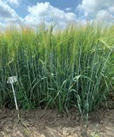 Suvioder Feedway taimed katsealal.