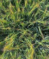 Suvioder Feedway taimed katsealal.