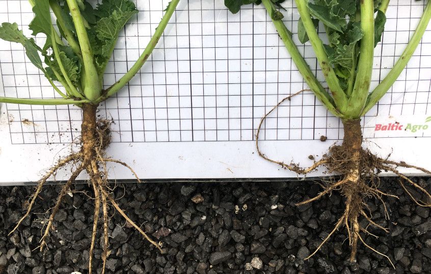 Katsevariantide võrdlus