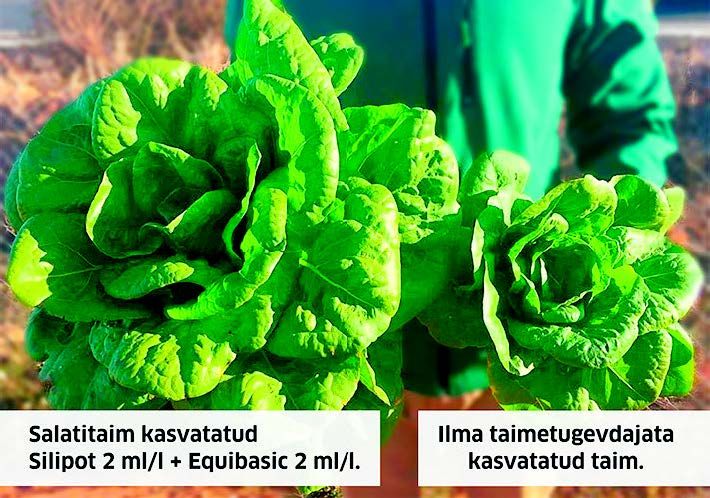 Silipot ja Equibasic võrdlus