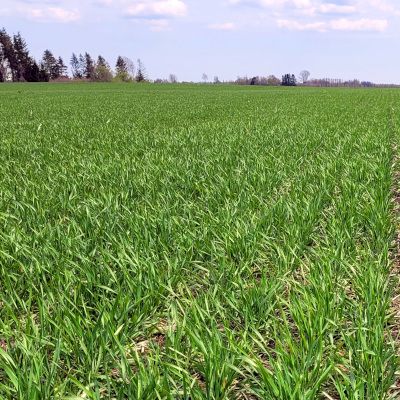 Talinisu vajaks pritsimist