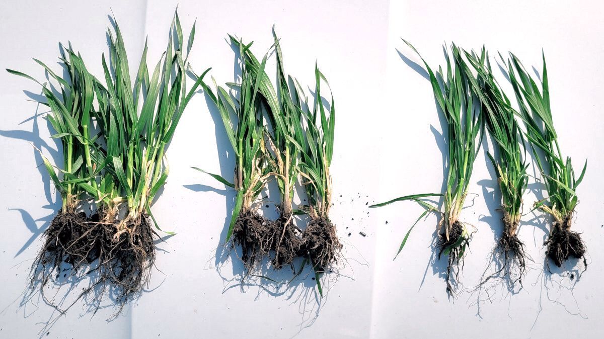 Katses osalevad sordid 29. aprillil