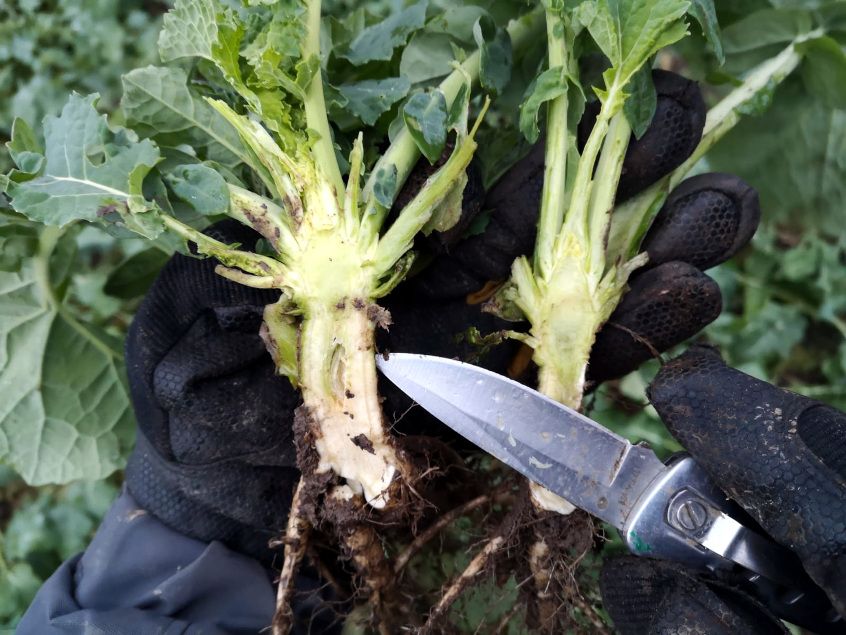 Talirapsi kasvuregulaatori võrdlus