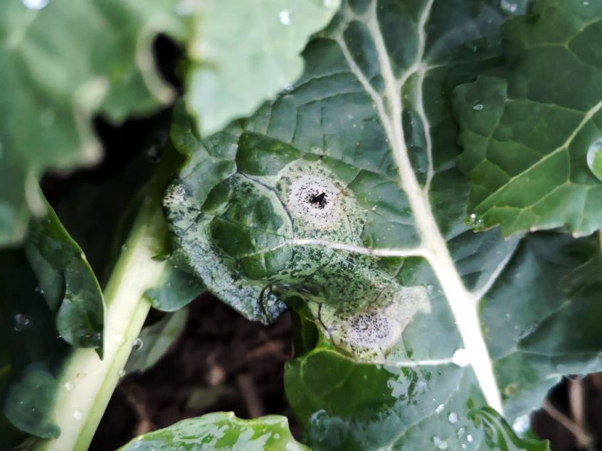 Talirapsil taimehaigus fomoos