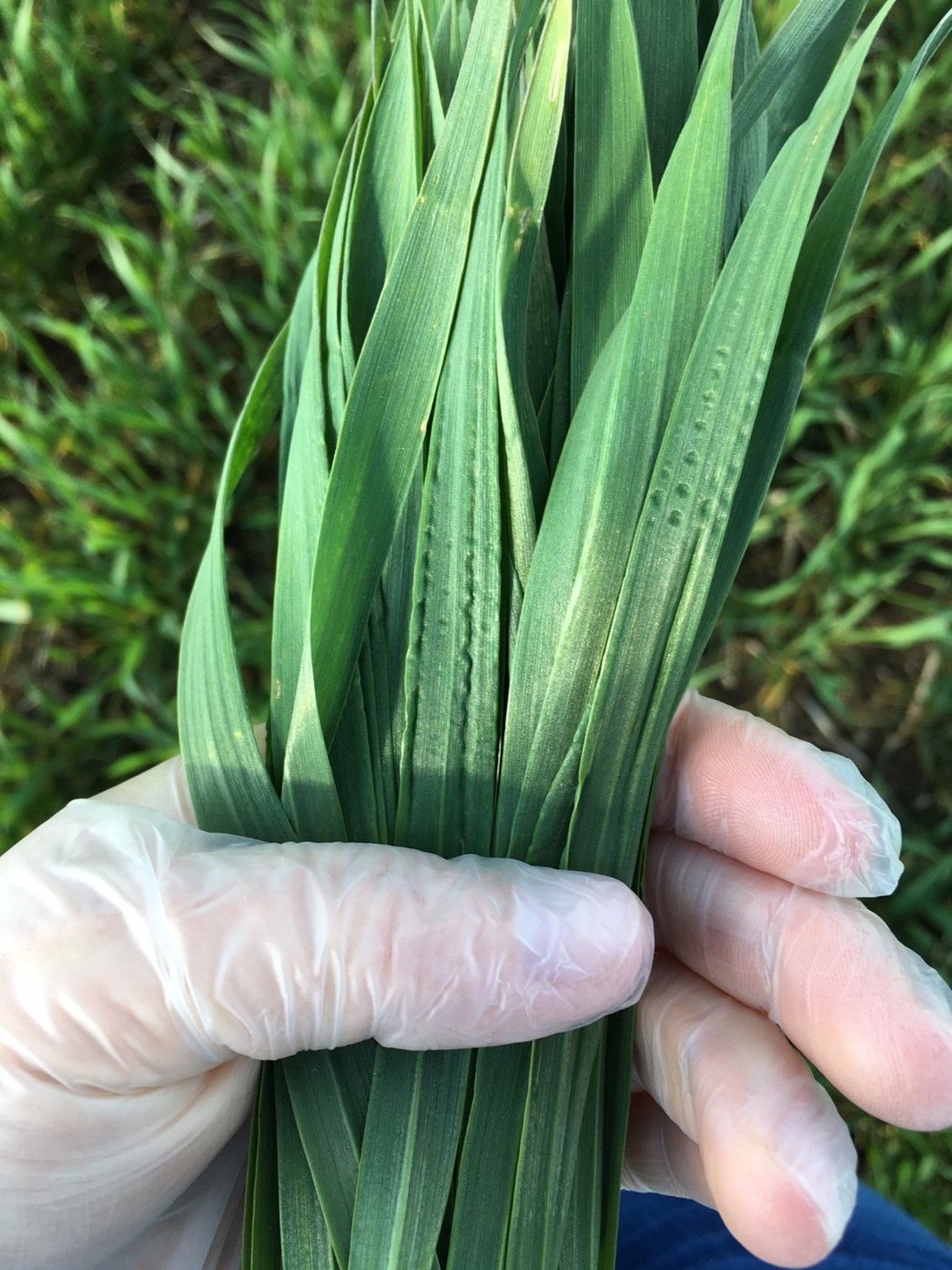 Taliviljade täiendväetamine