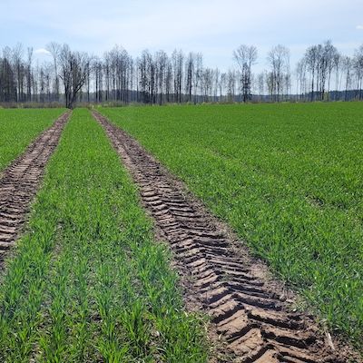 Talinisu Informer põld Luunjas.